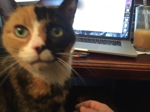 "Get off the computer and pet me!" Photo Credit: Doree Weller