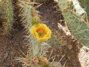 Desert Botanical Gardens Phoenix, AZ Photo Credit: Doree Weller